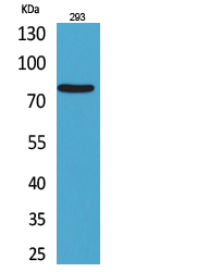 Bcl-6 Polyclonal Antibody