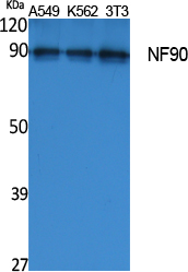 NF90 Polyclonal Antibody