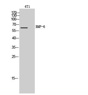 BMP-6 Polyclonal Antibody