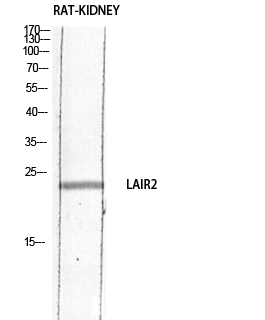 CD306 Polyclonal Antibody