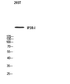 IP3R-I Polyclonal Antibody