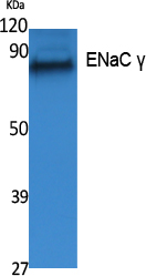 ENaC γ Polyclonal Antibody