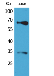 Nrf2 Polyclonal Antibody