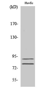 TGase2 Polyclonal Antibody