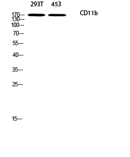 CD11b Polyclonal Antibody