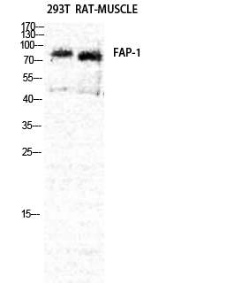 Seprase Polyclonal Antibody