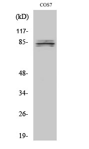 SEMA4A Polyclonal Antibody