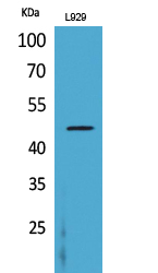 CD116 Polyclonal Antibody