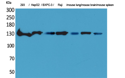 IL-16 Polyclonal Antibody