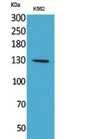 Apaf-1 Polyclonal Antibody