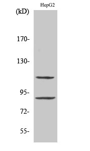 ZBP-89 Polyclonal Antibody