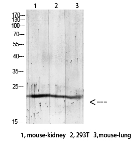 Gremlin-2 Polyclonal Antibody