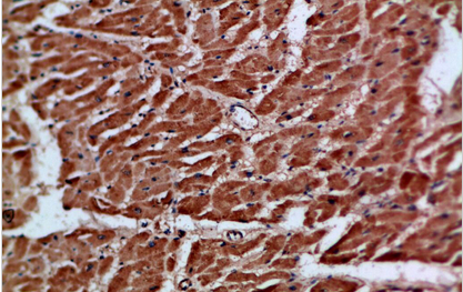 Artn Polyclonal Antibody