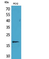 Histone H3 Polyclonal Antibody