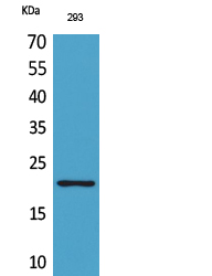 ARP Polyclonal Antibody