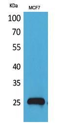 CBP 35 Polyclonal Antibody