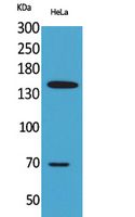 CD42b Polyclonal Antibody