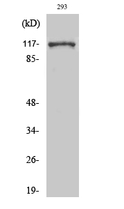 Snrp116 Polyclonal Antibody