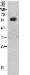 HDAC1 Polyclonal Antibody