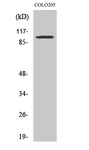 Synphilin-1 Polyclonal Antibody