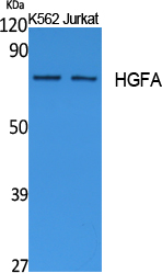 HGFA Polyclonal Antibody