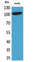 NFATc1 Polyclonal Antibody