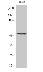 Smad3 Polyclonal Antibody