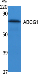 ABCG1 Polyclonal Antibody