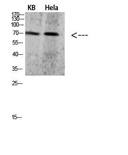 PRC1 Polyclonal Antibody