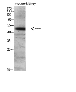 DC-LAMP Polyclonal Antibody