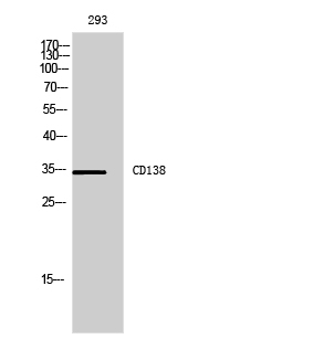 CD138 Polyclonal Antibody