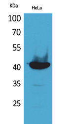 Cyclophilin D Polyclonal Antibody