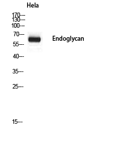 Endoglycan Polyclonal Antibody