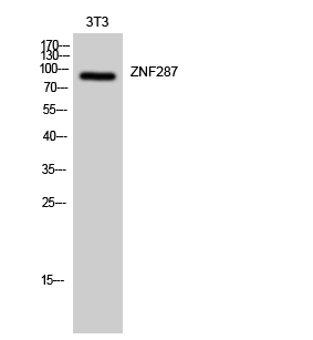 ZNF287 Polyclonal Antibody