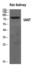 SMIT Polyclonal Antibody