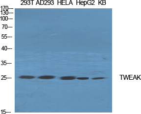 TWEAK Polyclonal Antibody