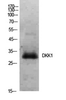 Dkk-1 Polyclonal Antibody