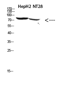 RSK3 Polyclonal Antibody