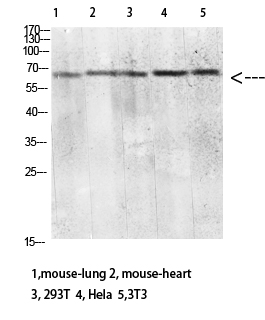 CD299 Polyclonal Antibody