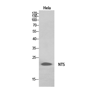 Neurotensin Polyclonal Antibody