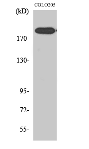 XPG Polyclonal Antibody