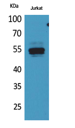 DPP7 Polyclonal Antibody