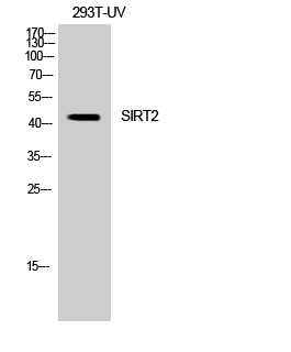 SIRT2 Polyclonal Antibody