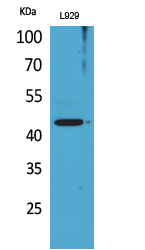 Siglec-5/14 Polyclonal Antibody