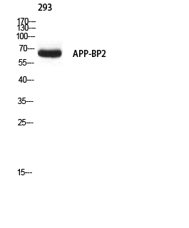 APP-BP2 Polyclonal Antibody