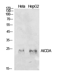 AID Polyclonal Antibody