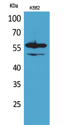 Lyn Polyclonal Antibody