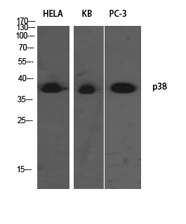 p38 Polyclonal Antibody