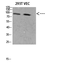 Catenin-β Polyclonal Antibody