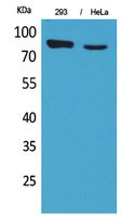 DRA Polyclonal Antibody